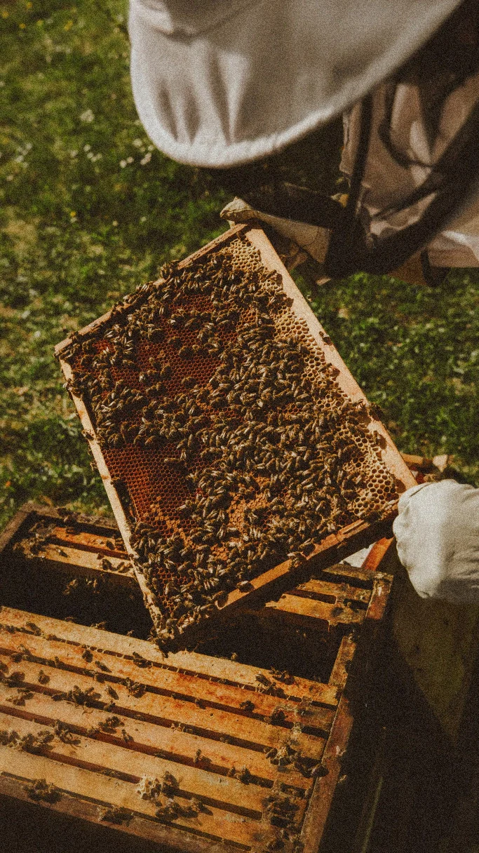Proceso artesanal de elaboración de hidromiel con miel pura de la Sierra de Cádiz